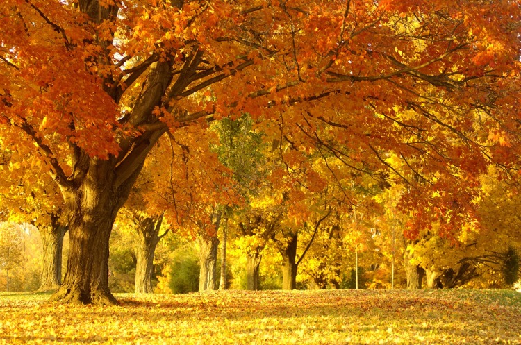 Autumn-Oak-Trees1